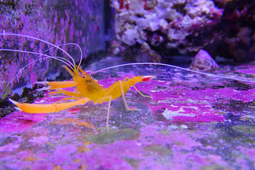 Canvas Print - Golden boxer shrimp - (Stenopus spinosus)