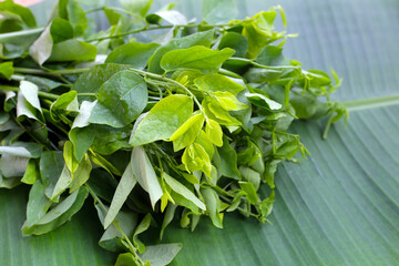 Wall Mural - Green leaves of sauropus androgynus