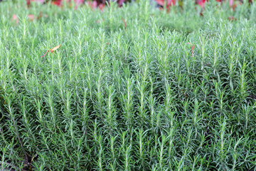 Sticker - Rosemary plant, Fresh herb in the garden