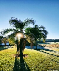 Imagem do paisagem com coqueiros no nascer do sol