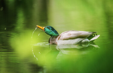 Wall Mural - Mallard Duck swimming in the lake