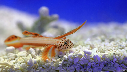 Wall Mural - Flaming prawn goby - Discordipinna griessingeri