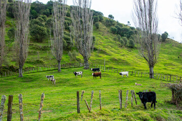 Cattle Pasture in Manawatu-Whanganui Region - New Zealand