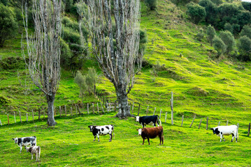 Wall Mural - Cattle Pasture in Manawatu-Whanganui Region - New Zealand