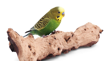 Wall Mural - Bright parrot on wooden snag against white background. Exotic pet