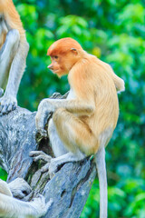 Wall Mural - proboscis monkey or nasalis larvatus