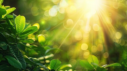 Sunlight Filtering Through Lush Green Foliage