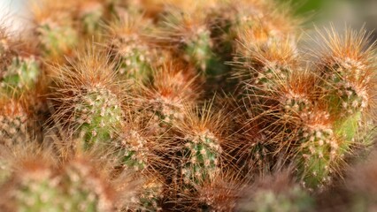 Close up of a cactus