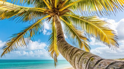 Wall Mural - Palm Tree on a Tropical Beach