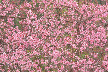 Wall Mural - Phaya suae flower or sakura flower in Thailand