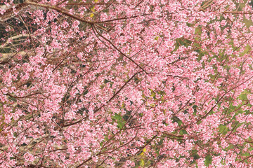 Wall Mural - Phaya suae flower or sakura flower in Thailand