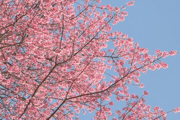 Wall Mural - Phaya suae flower or sakura flower in Thailand