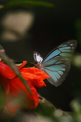 beautiful common wanderer or malayan wanderer butterfly (pareronia valeria), sucking nectar and pollinating the flower