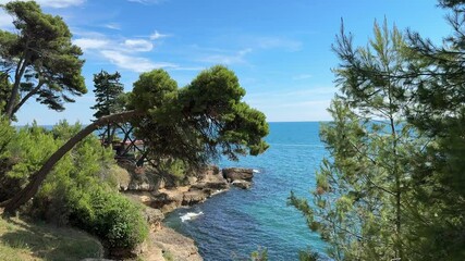 Sticker - Coniferous trees on the shore of the sea