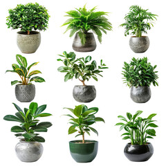 Office plants, potted, various types, green, isolated on white background