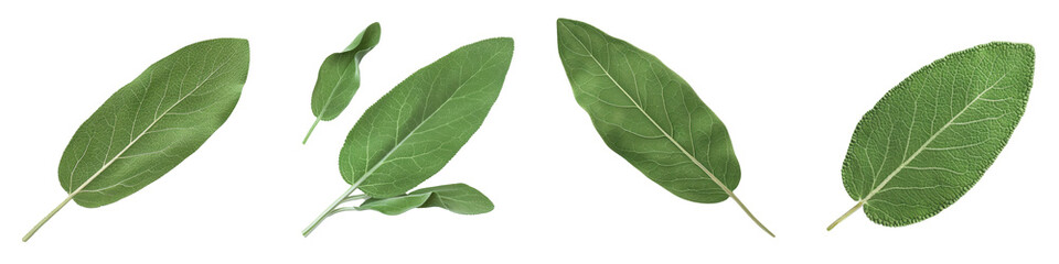 High-quality image of fresh green bay leaves isolated on a white background, perfect for culinary or botanical use. transparent background