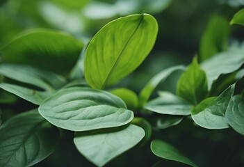Wall Mural - Close-up of green leaves with a blurred background