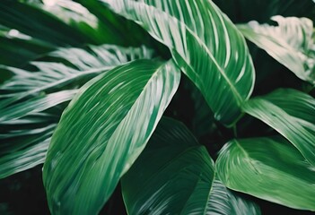 Sticker - Close-up of lush green tropical leaves with detailed texture in natural light