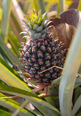 Poster - Pineapple grows on a plantation in Thailand