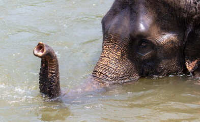 Poster - An elephant bathes in the river. Close-up