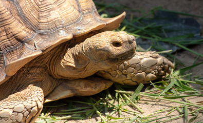 Wall Mural - Portrait of a turtle in the park