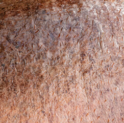 Sticker - Hippopotamus skin as an abstract background. Texture