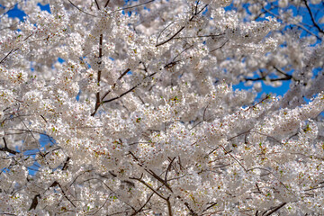 Spring flowering tree branch with white flowers on blue sky background.