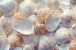 © Neha - close up of beautiful white shells