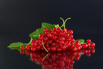 Wall Mural - twigs of ripe red currants, isolated on a black background