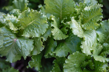 green fresh lettuce leaves close up