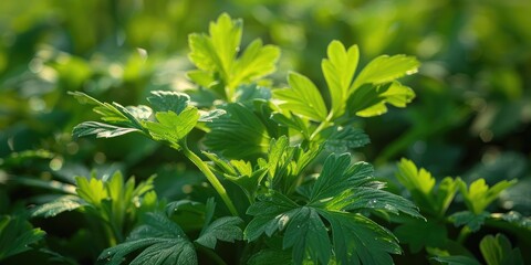 Wall Mural - Spices and Herbs, Lovage plant (Levisticum officinale) growing in the garden.