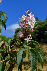 Canvas Print - Leaves and flowers of California horse-chestnut (Aesculus californica)