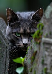 Canvas Print - Intense stare of a mysterious black cat