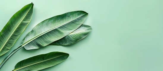 Fototapete - Banana Leaf Isolated on pastel background  Image  . with copy space image. Place for adding text or design
