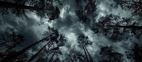 Aufkleber - Looking up through the dark trees reveals the cloudy sky, with available copy space image below.
