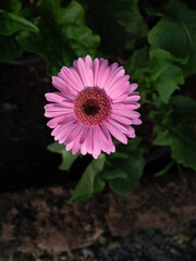 Wall Mural - The White-pink Gerbera Blooming