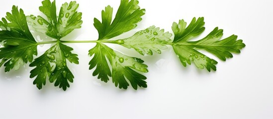 Leinwandbilder - Top-down view of a coriander leaf with a water droplet on a white backdrop, ideal for copy space image.