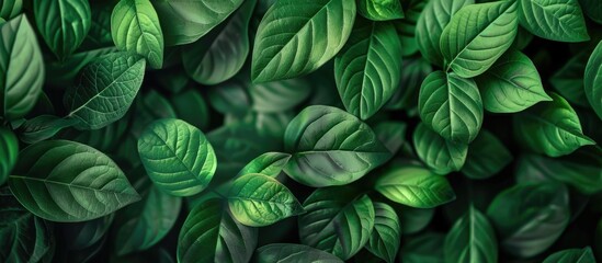 Aufkleber - Green leaf nature background with copy space image for fresh greenery wallpaper.
