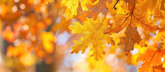 Aufkleber - Autumn's signature display of bright yellow oak leaves on a tree with copy space image.