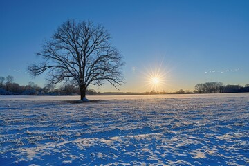 Wall Mural - a lone tree in a snowy field with the sun in the background