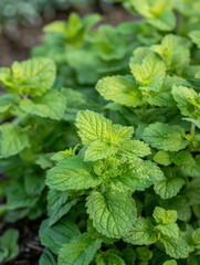 Wall Mural - Garden planted lemon balm