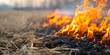 © Anastasiia - Experts use controlled burns to restore grassland habitat damaged by humans. Concept Habitat Restoration, Grassland Conservation, Controlled Burns, Environmental Conservation