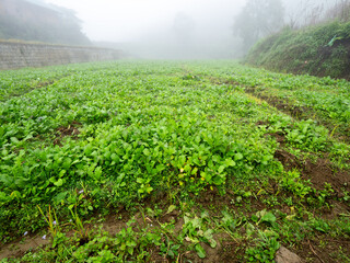 Wall Mural - Vegetable Beds in The Fields behind in The Fog