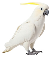 Poster - PNG Cockatoo parrot bird animal.