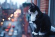 © Ayan - A tuxedo cat sitting gracefully on a balcony ledge, calmly observing the movement of cars and pedestrians down the street.