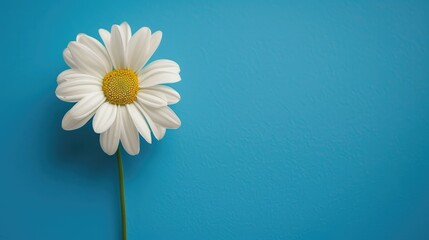 Wall Mural - White flower with blue background and empty space