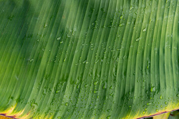 Wall Mural - water drops splashing on banana leaf, purity nature background