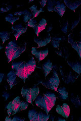 Wall Mural - heart leaf texture background, glow in the dark color toned