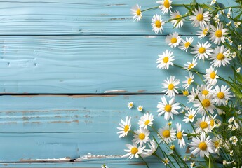 Wall Mural - White Daisies on Blue Wood Background