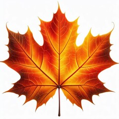 maple leaf isolated on white background with autumn colors featuring red orange and yellow hues in a